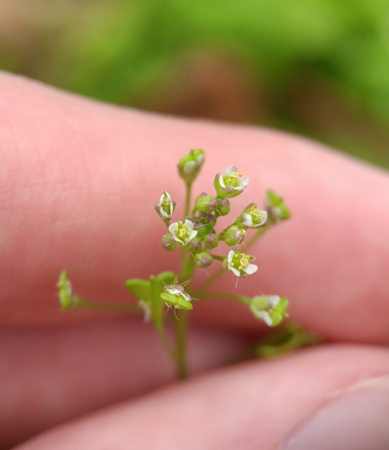 Capsella bursa-pastoris observed 2023-03-08