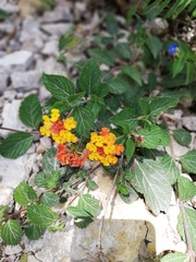 Lantana camara