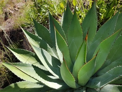 Agave maximiliana