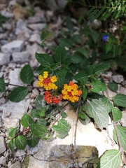 Lantana camara