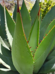 Agave maximiliana