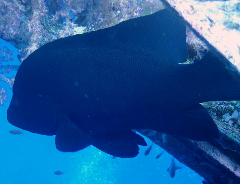 Redmouth grouper