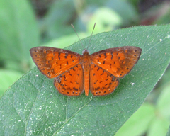 Parvospila lucianus