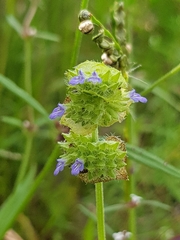 Salvia lasiocephala