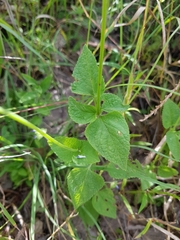 Salvia lasiocephala