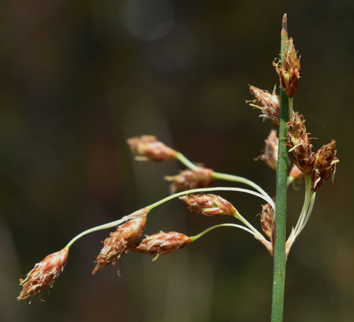 Schoenoplectus subulatus observed 2023-01-16