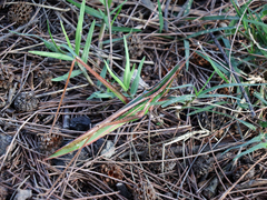 Acrida cinerea
