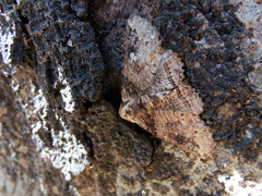 Pericyma cruegeri