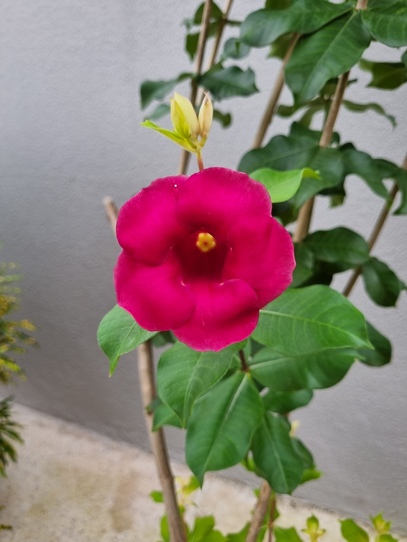 Allamanda blanchetii