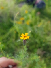 Tagetes subulata