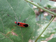 Pyrrhobaphus leucurus