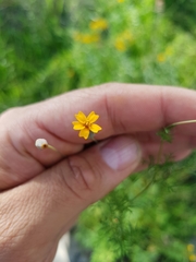 Tagetes subulata