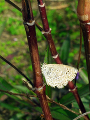Pseudozizeeria maha okinawana