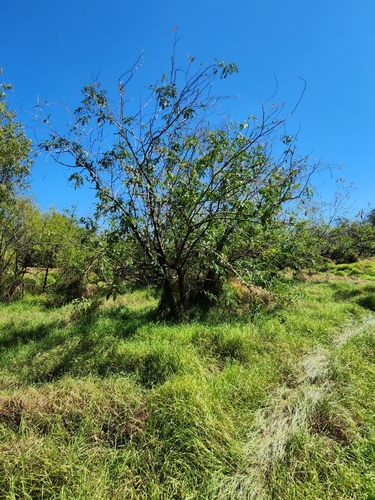 Image of Gleditsia aquatica by (c) Scott Allen Davis, some rights reserved (CC BY)