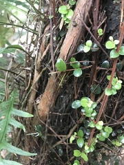 Phasmatinae