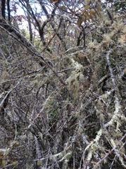 Usnea intermedia