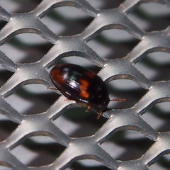 Diaperini