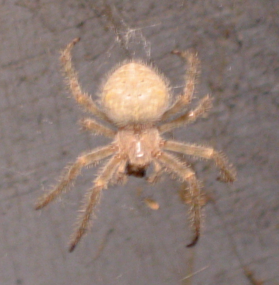 Barn Orbweaver