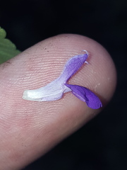 Salvia pinguifolia
