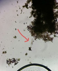 Gastrotricha
