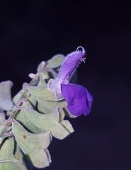 Salvia pinguifolia