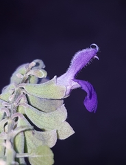 Salvia pinguifolia