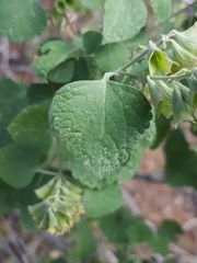 Salvia pinguifolia
