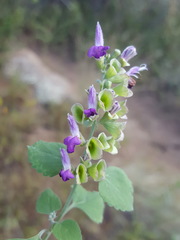 Salvia pinguifolia