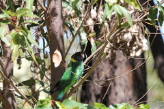 Barnardius zonarius semitorquatus