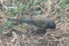 Junco hyemalis