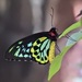 Cairns Birdwing - Photo (c) kerrycoleman, some rights reserved (CC BY-NC), uploaded by kerrycoleman