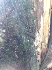 Phasmatinae