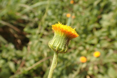 Crassocephalum vitellinum