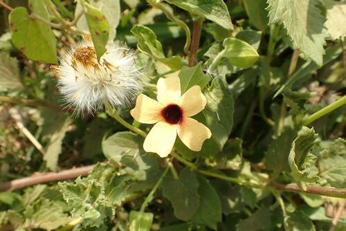 Thunbergia alata image