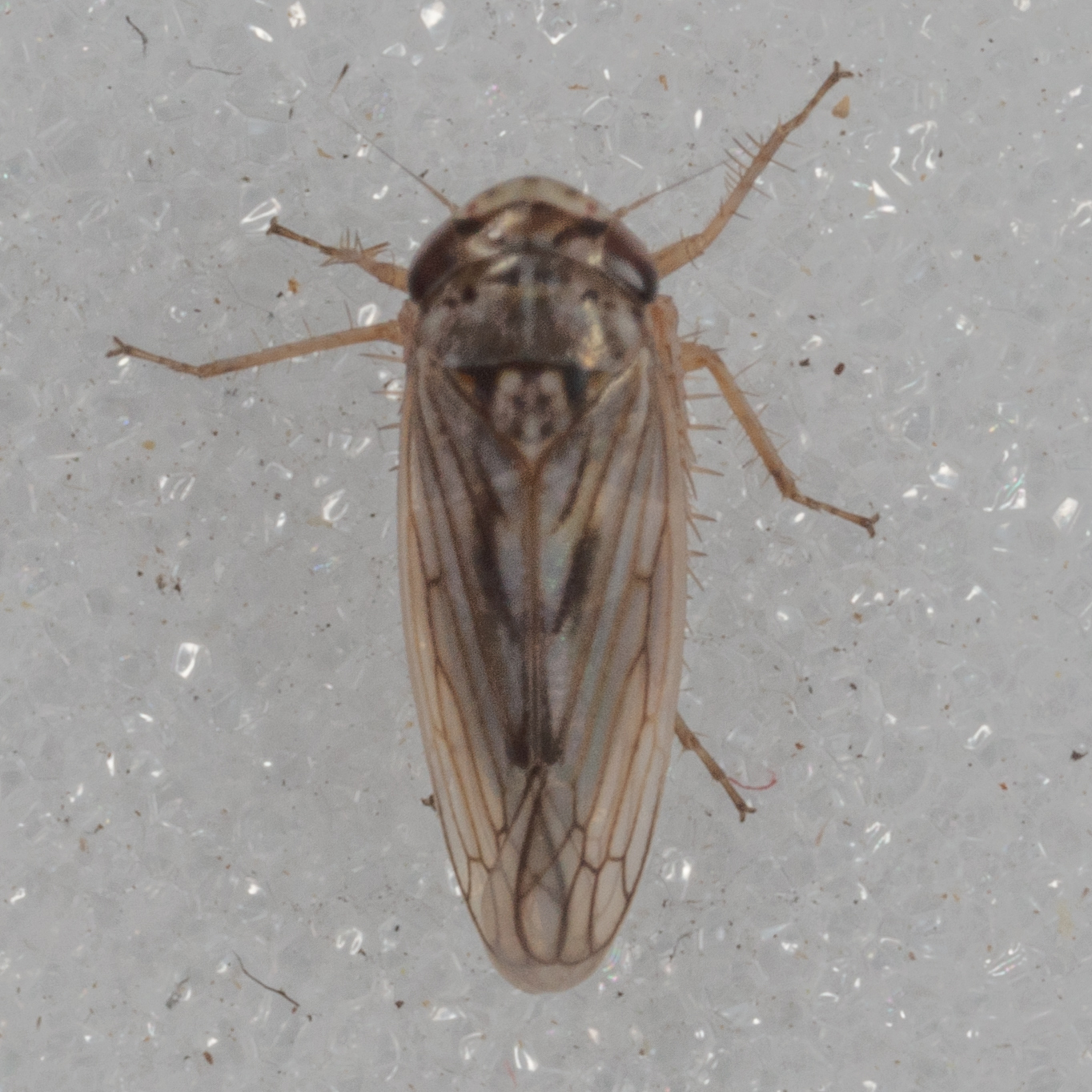 Exitianus exitiosus Insect Vectors of Plant Disease