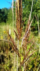 Saccharum brevibarbe