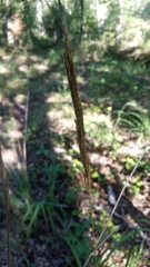 Saccharum brevibarbe