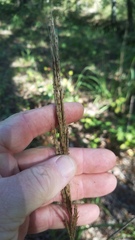 Saccharum brevibarbe