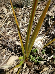 Libertia peregrinans