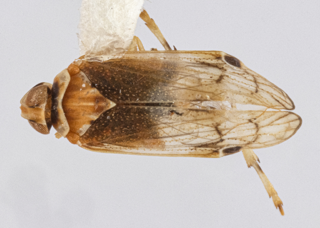 Haplaxius phylax