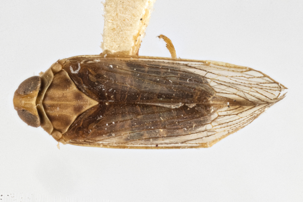 Haplaxius serratus