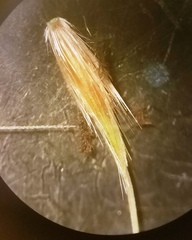 Saccharum brevibarbe