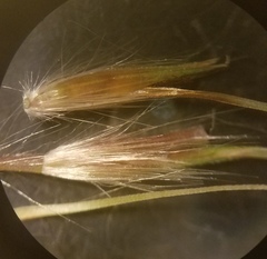 Saccharum brevibarbe