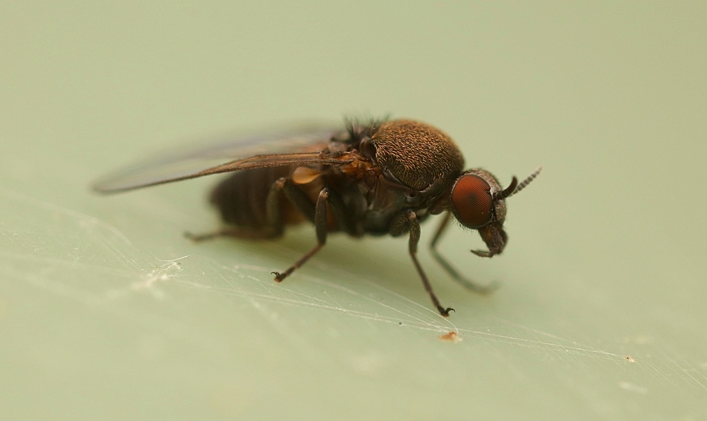 Sandflies from Kaeo, New Zealand on March 01, 2022 at 06:47 PM by Tom ...