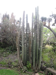 Lophocereus