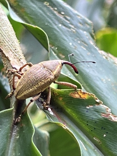 Cholus cinctus image