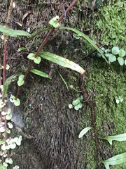 Phasmatinae