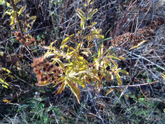 Spiraea alba latifolia
