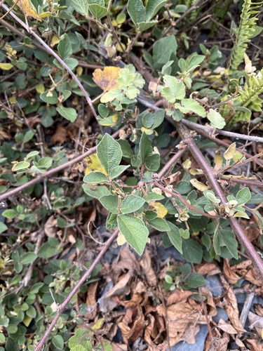 Puhuaea sequax, photograph 4