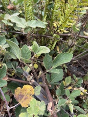 何小花, CC BY, iNaturalist via GBIF Puhuaea sequax, photograph 何小花, CC BY, iNaturalist via GBIF